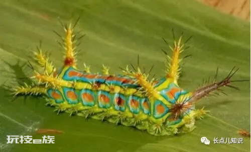 世界十大怪虫排行榜(世界上十大最奇怪的昆虫排名)-图片6